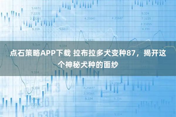 点石策略APP下载 拉布拉多犬变种87，揭开这个神秘犬种的面纱
